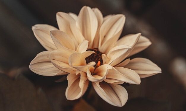 Ongevraagde aandacht