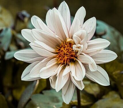 Het gevoel van verlies