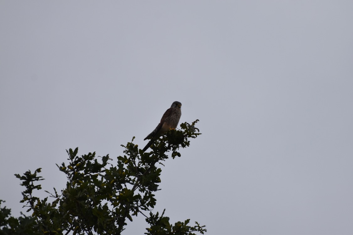 Afbeelding van een vogel zittend op een groene tak. Een grijs blauwe lucht op de achtergrond.
