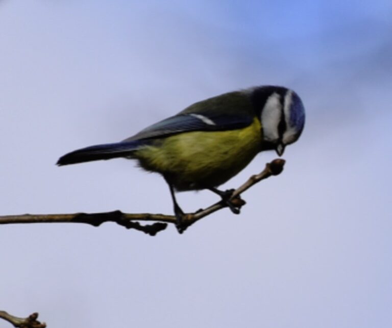 Foto van een vogel gemaakt door de schrijver van de blog over vermoeidheid.