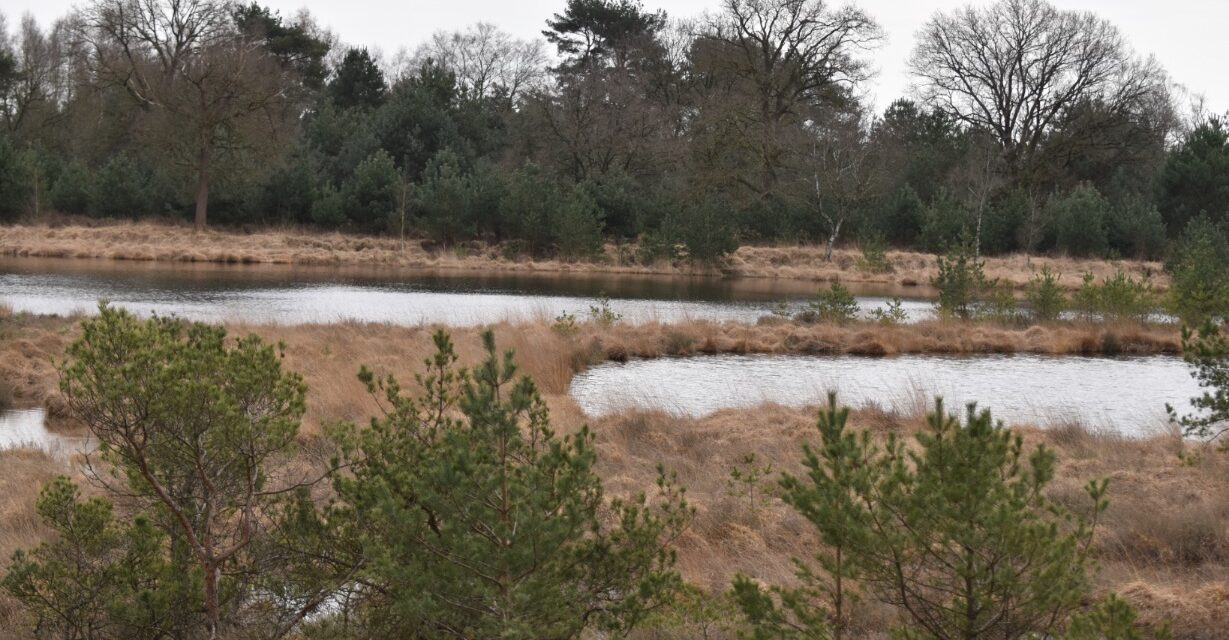 Dan ga je toch gewoon vrijwilligerswerk doen?  